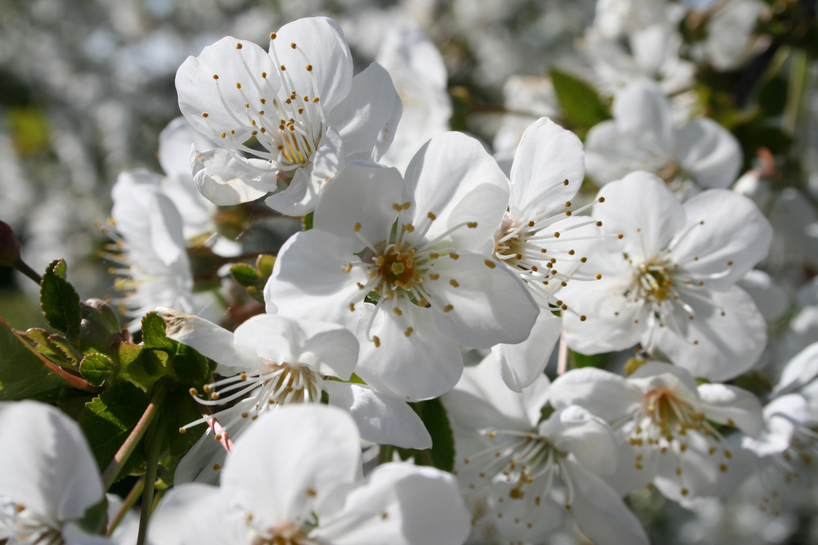 Kirschblüte