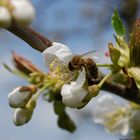 Kirschblüte