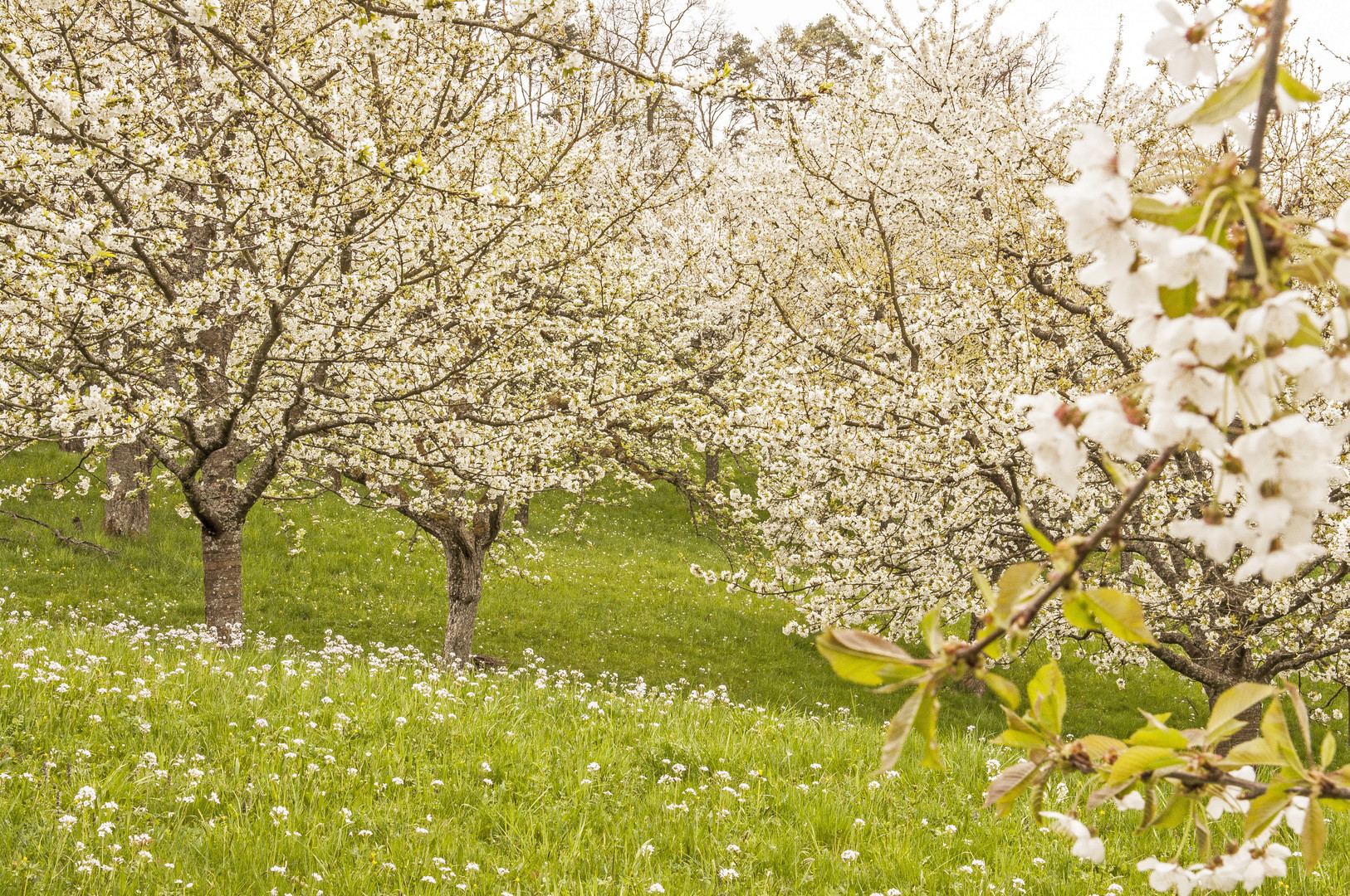 Kirschblüte