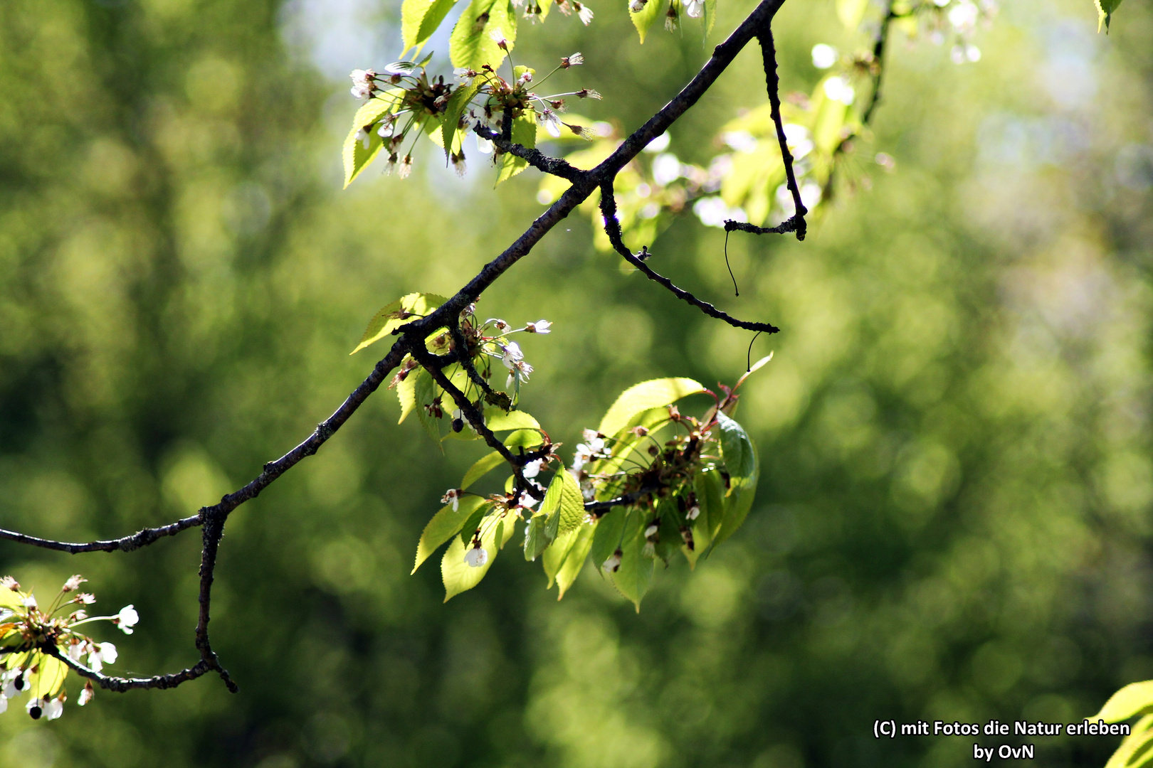 Kirschblüte