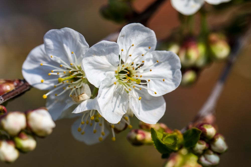 Kirschblüte