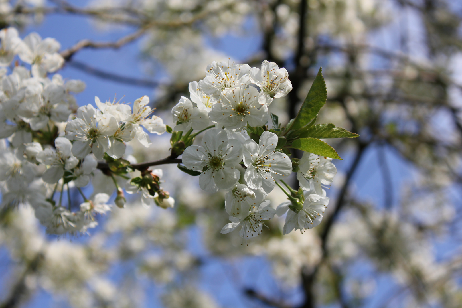 Kirschblüte