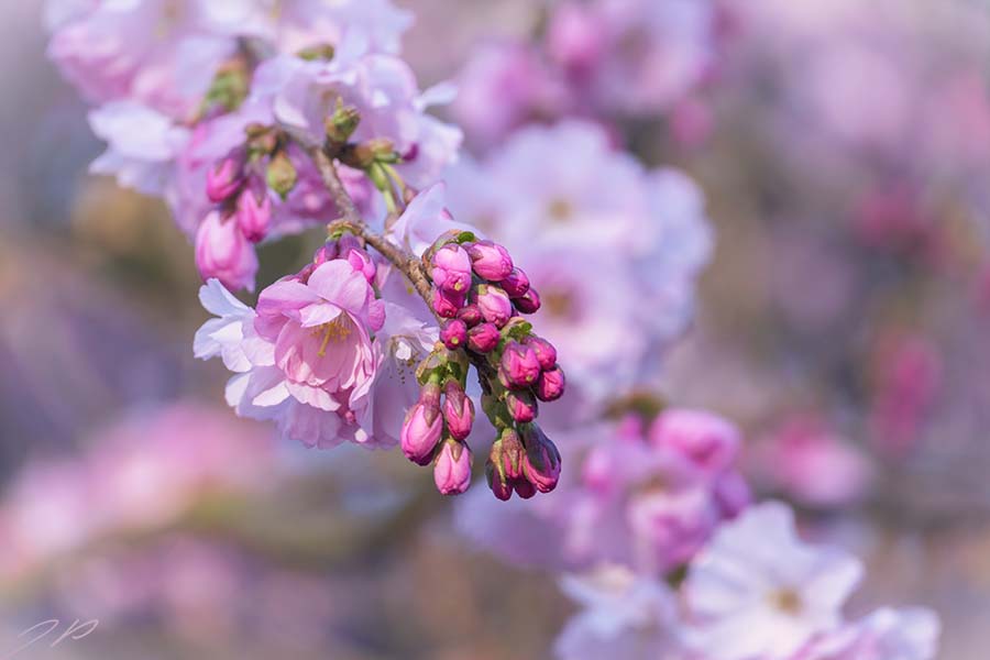 Kirschblüte