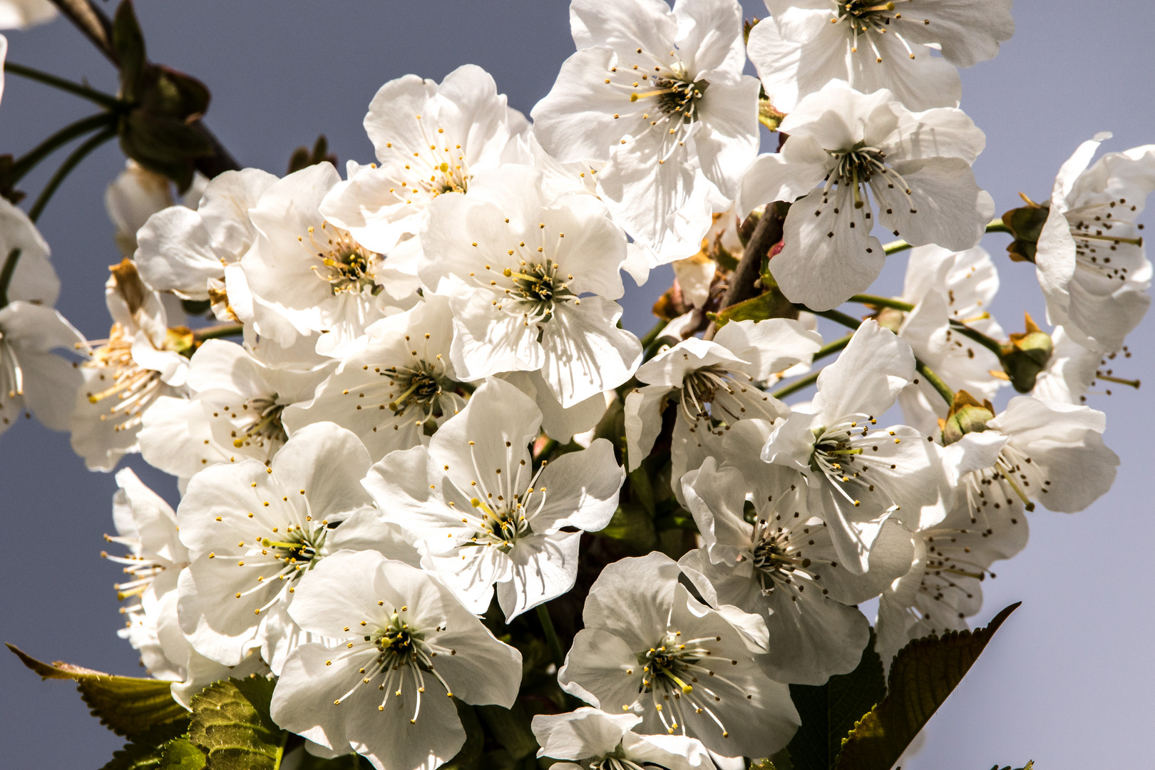 Kirschblüte.