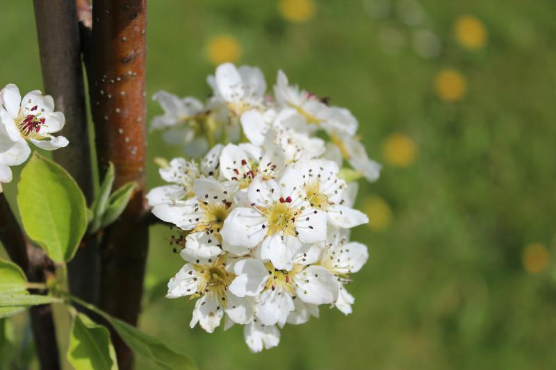 Kirschblüte