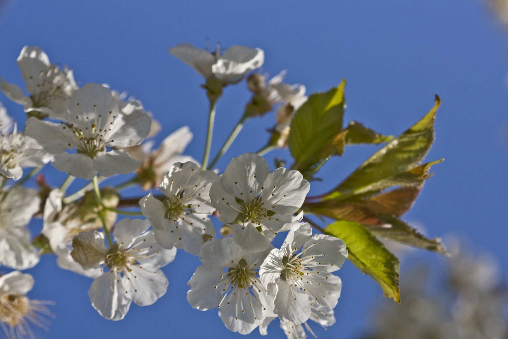 Kirschblüte