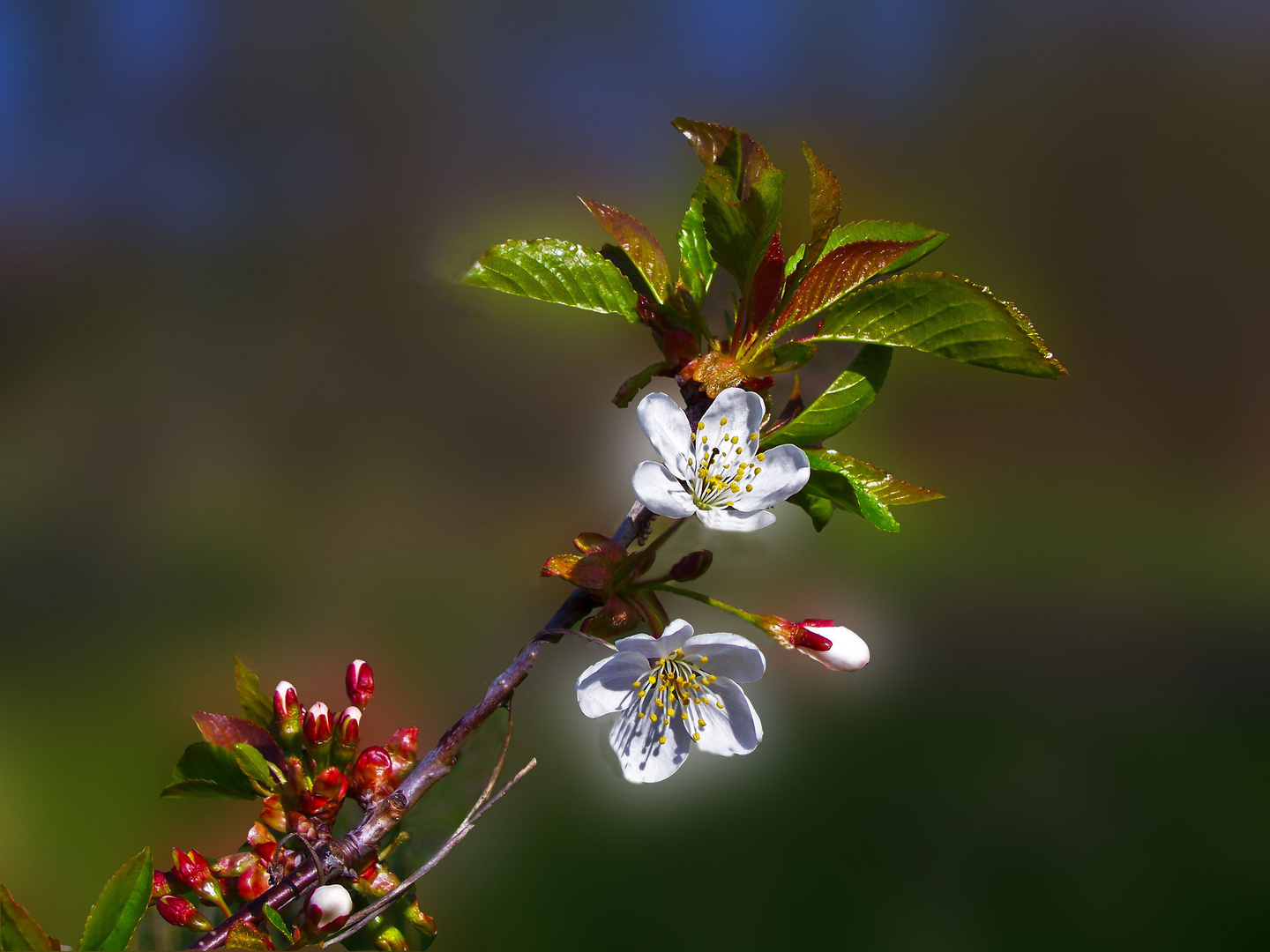 kirschblüte 1