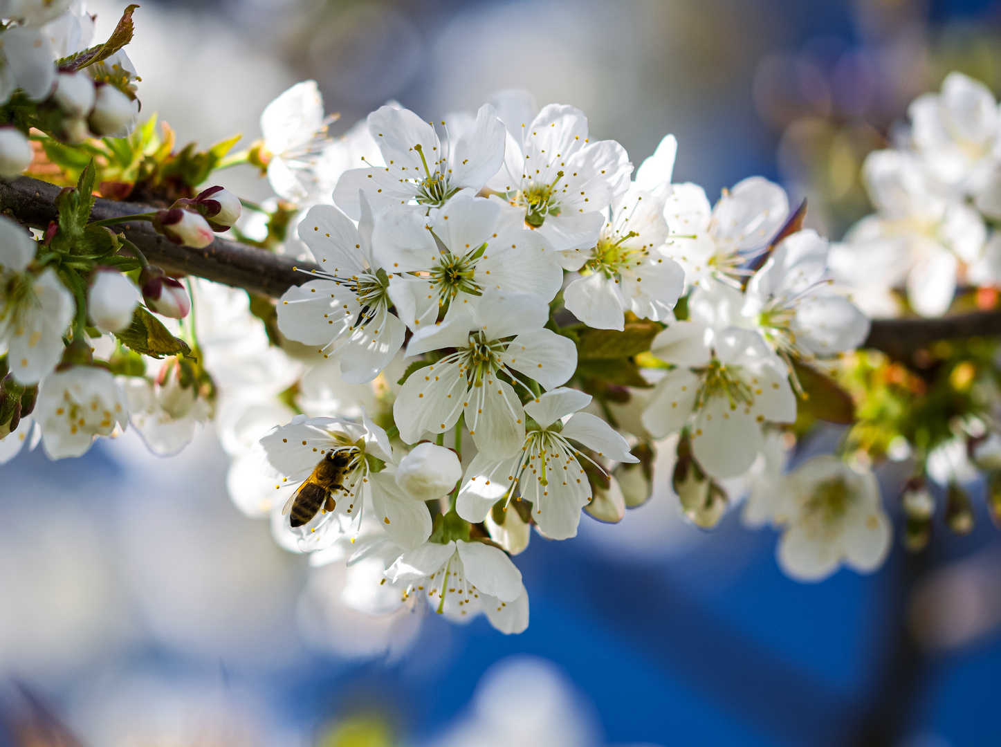 Kirschblüte 1