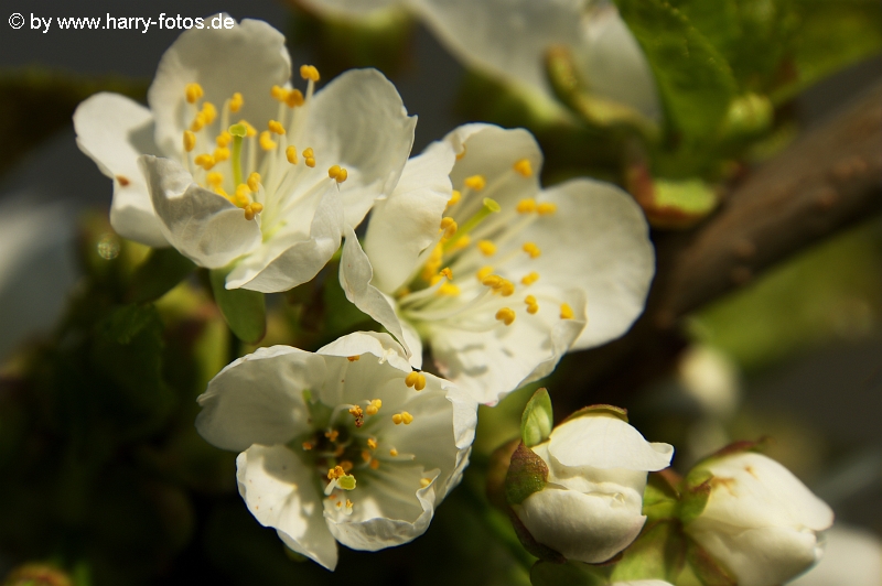 Kirschblüte 1