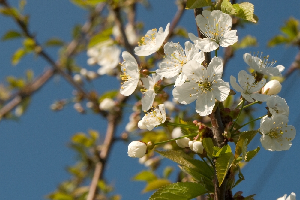 Kirschblüte 1