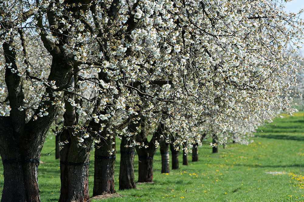 Kirschblüte (1)