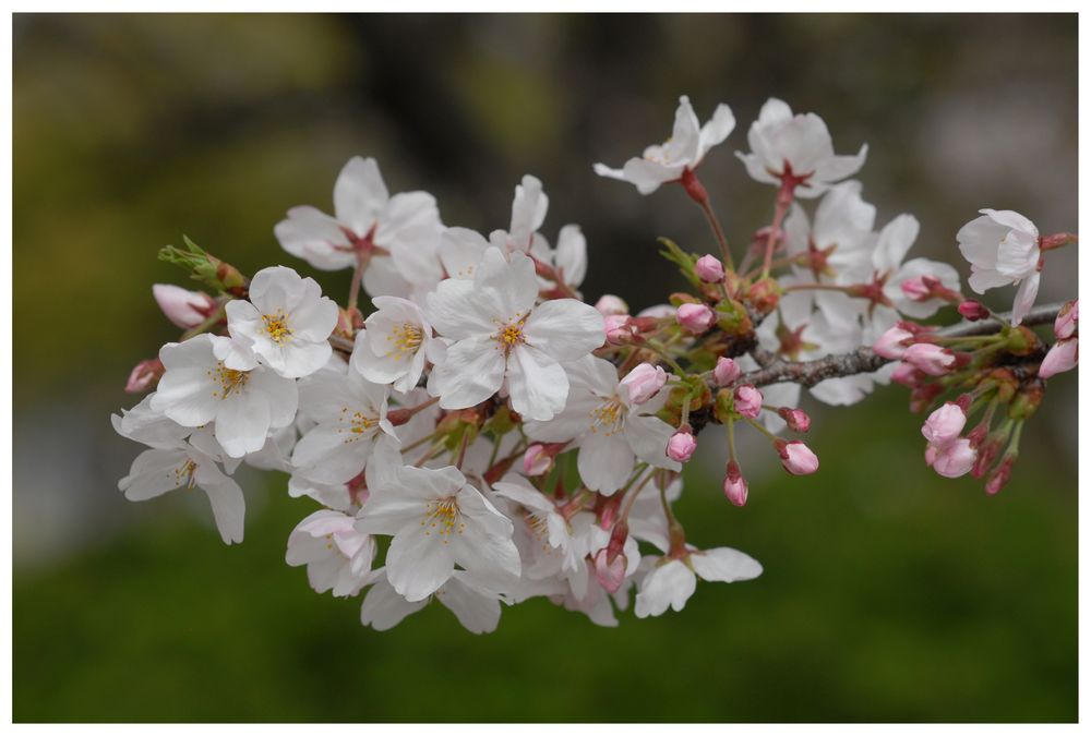 Kirschblüte (1)