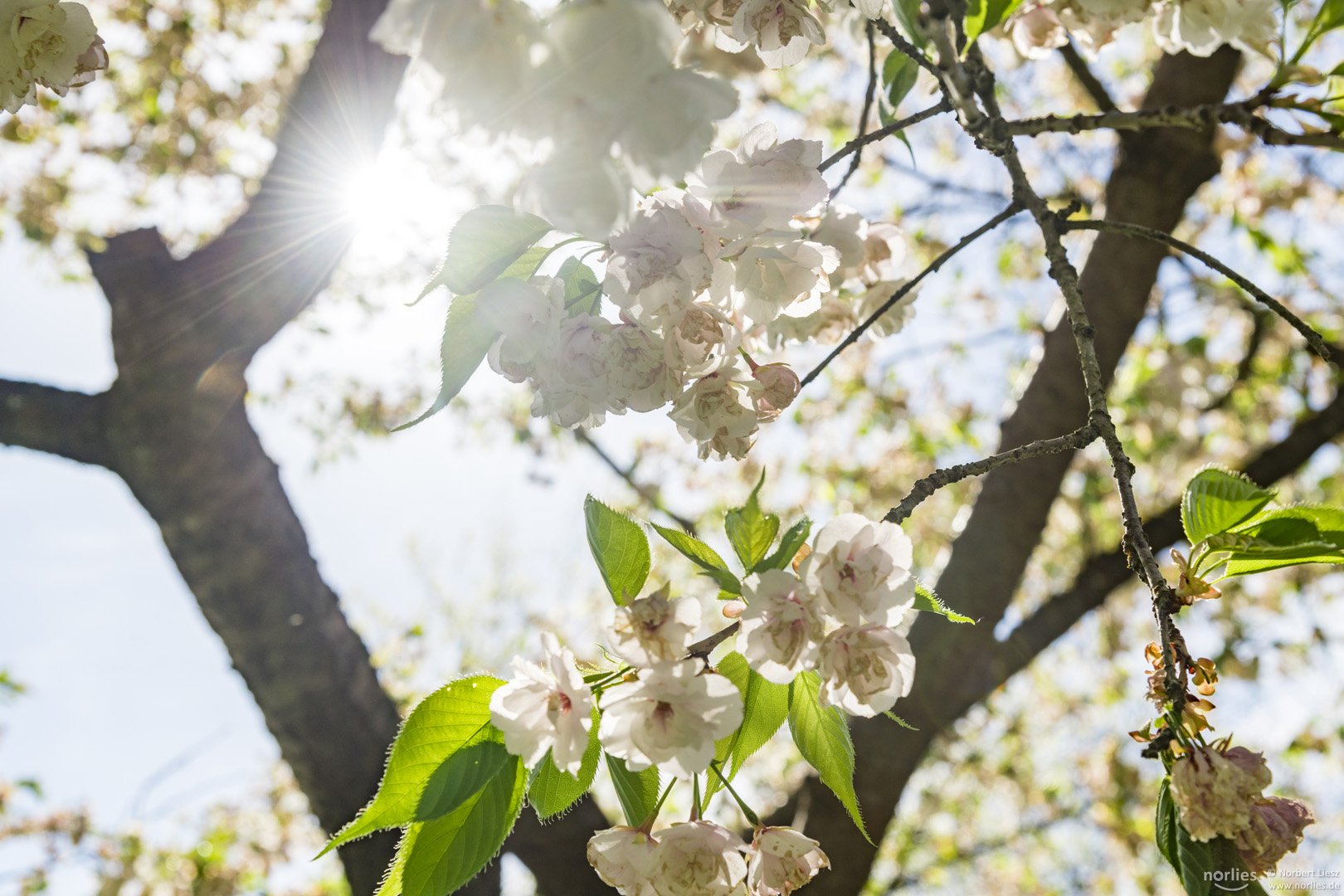 Kirschblüte