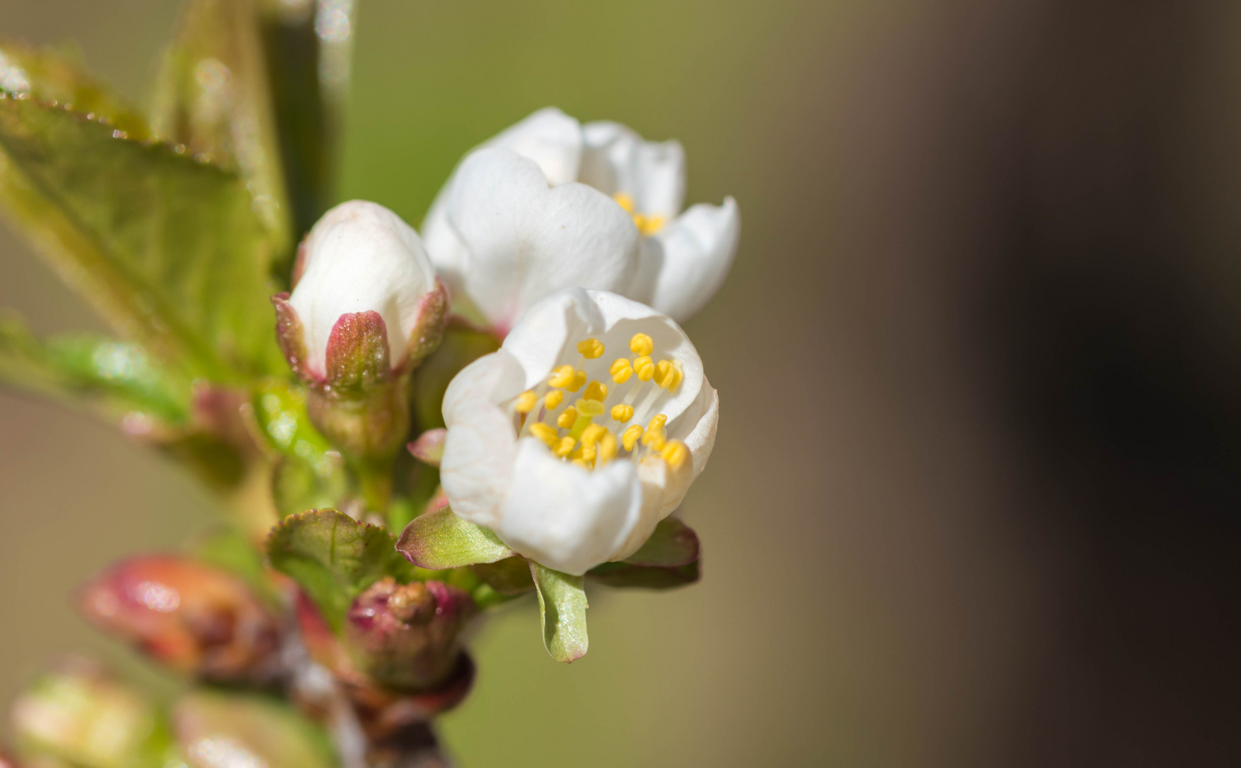 Kirschblüte