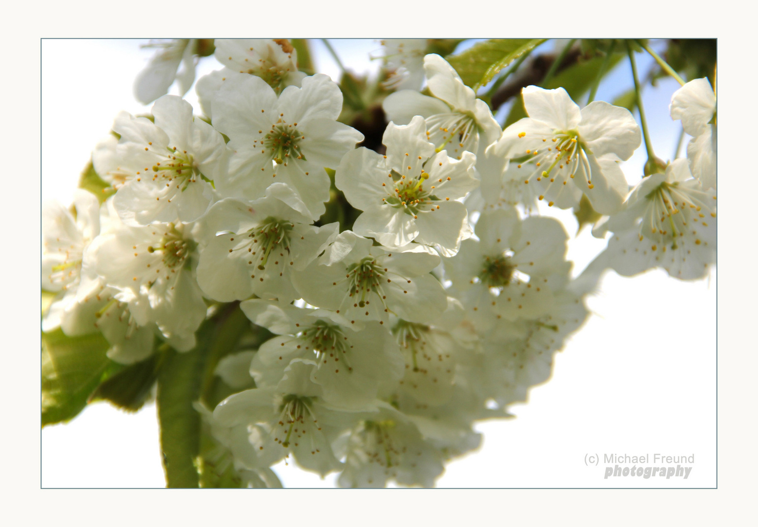 Kirschblüte