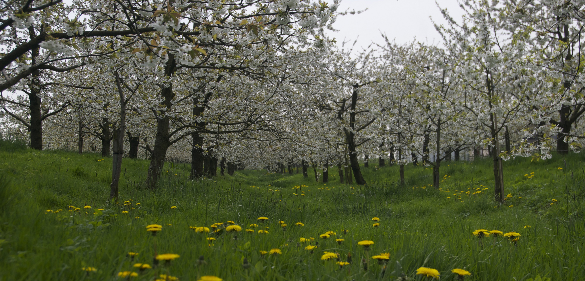 Kirschblüte