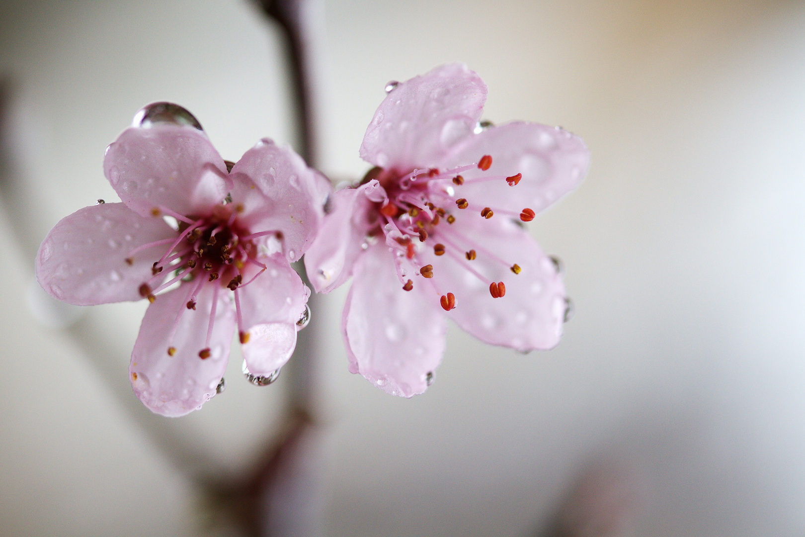 Kirschblüte