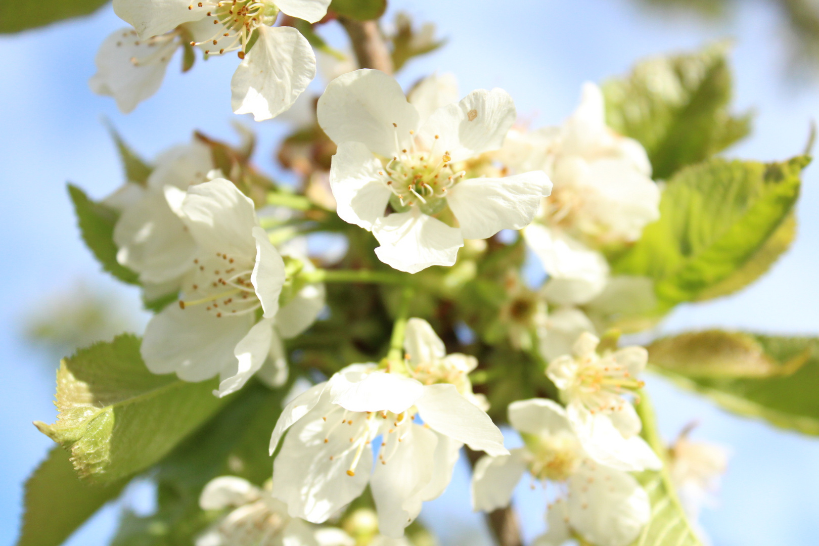 ...Kirschblüte