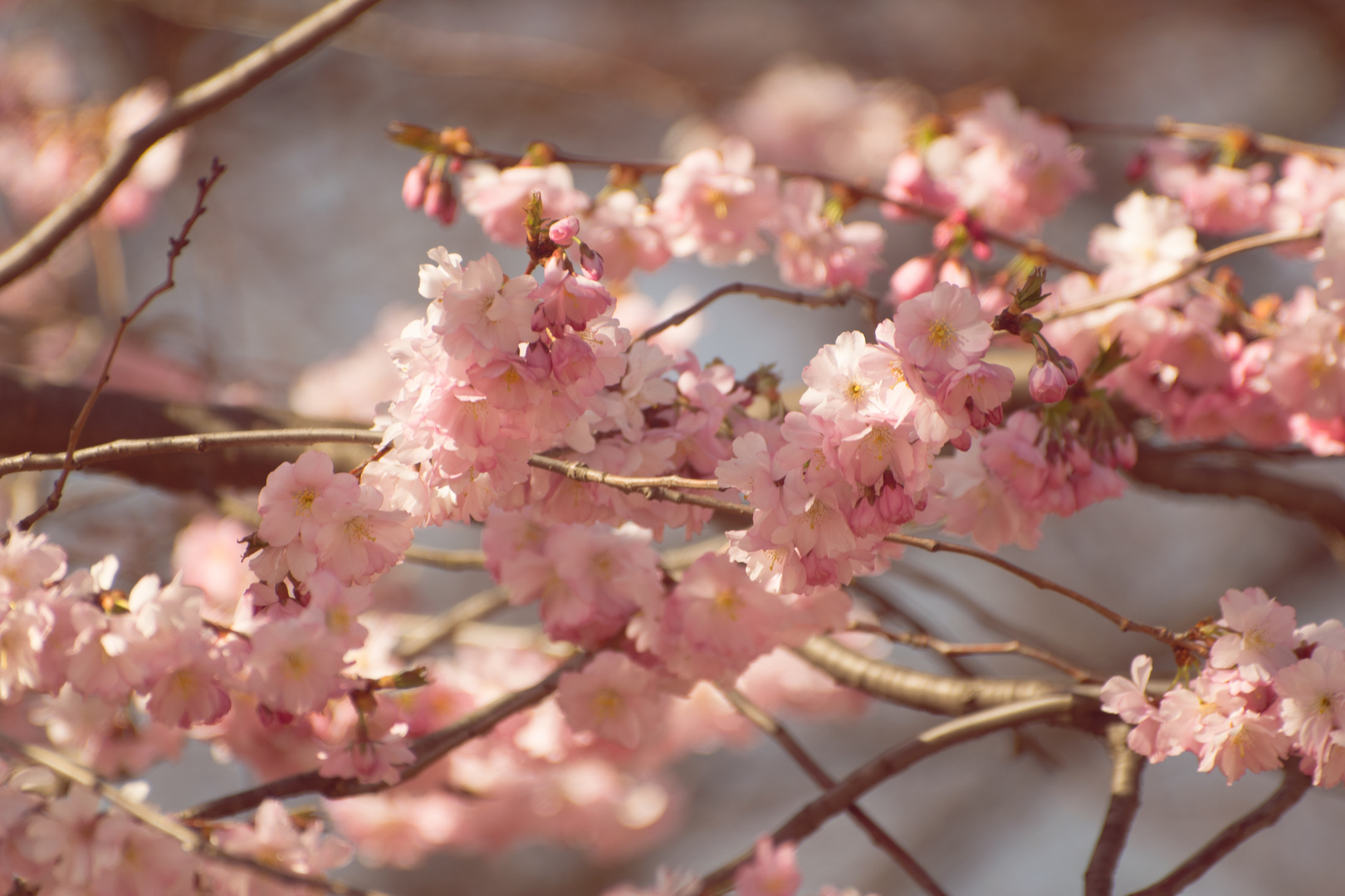 Kirschblüte