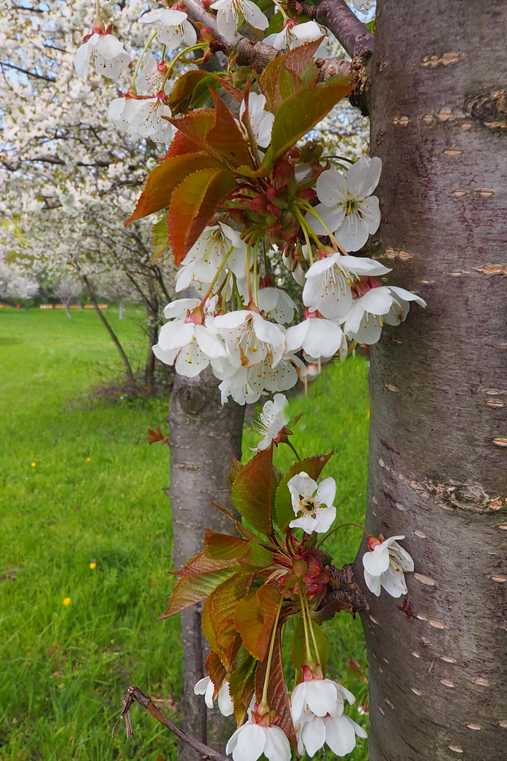 Kirschblüte