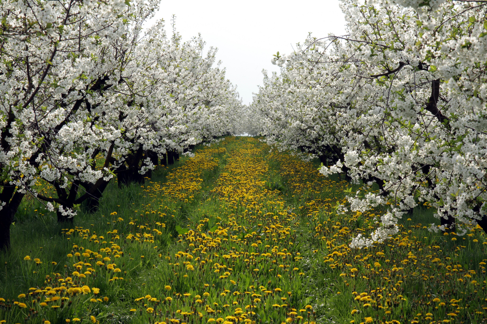 Kirschblüte