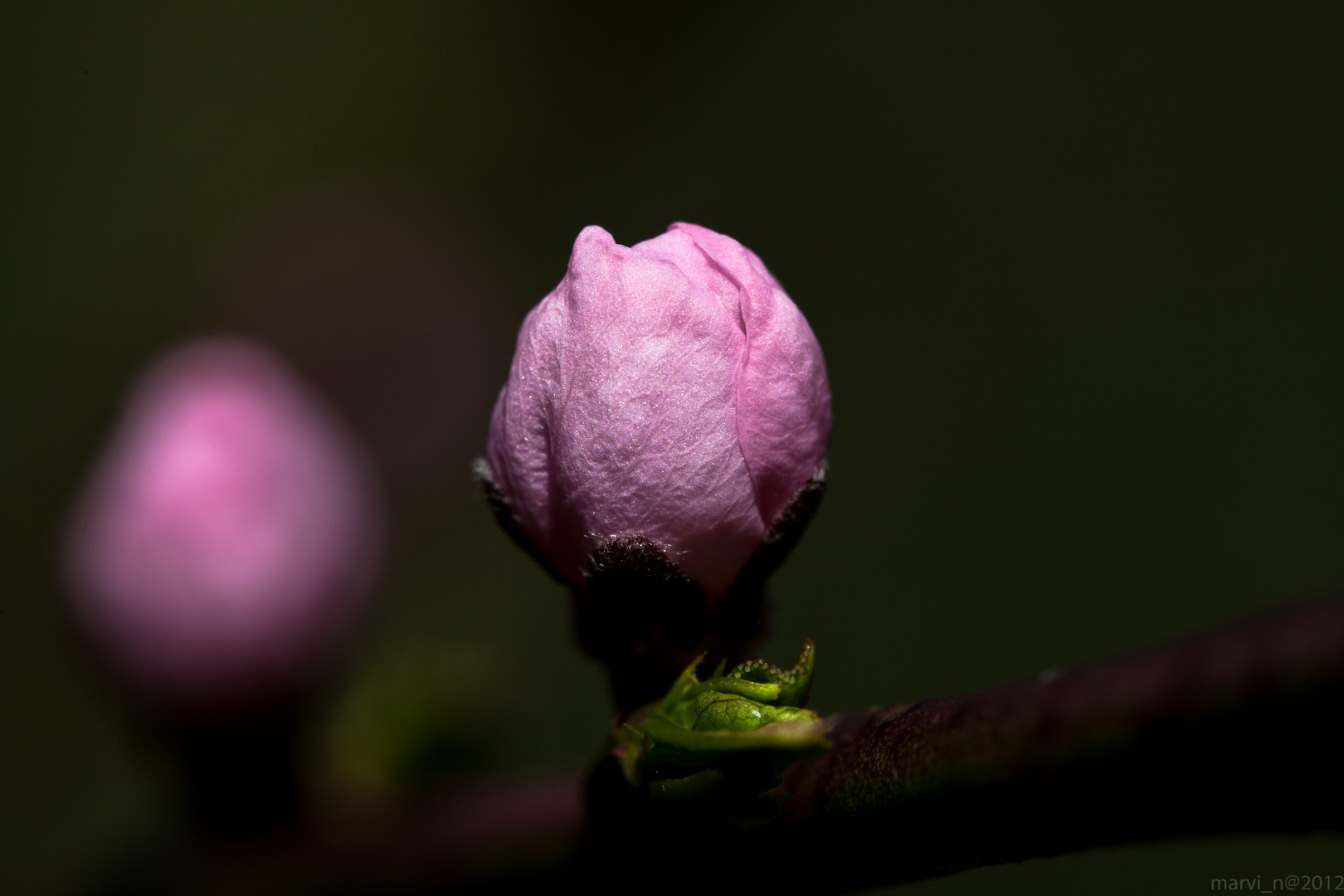 Kirschblüte