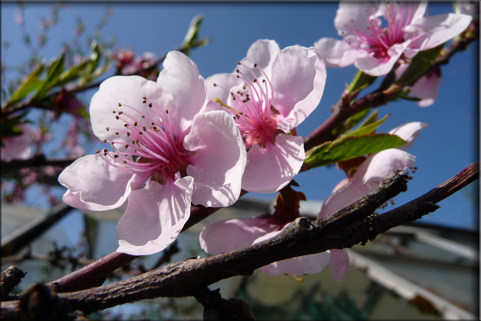 Kirschblüte