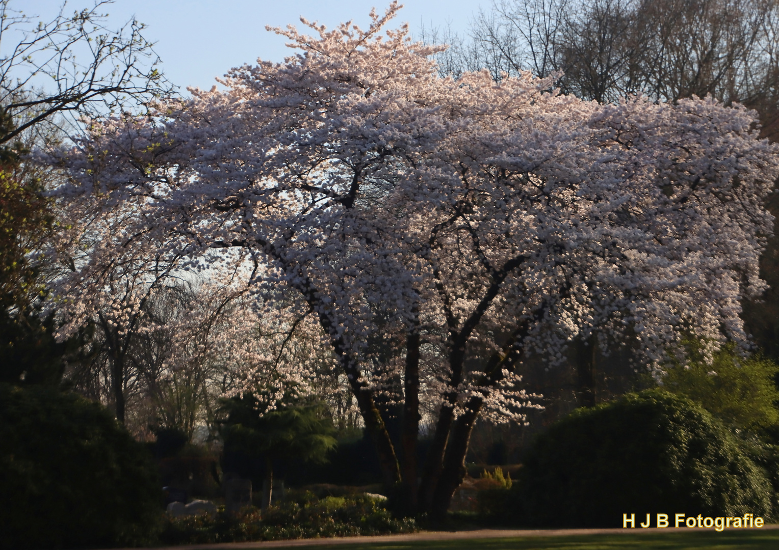 Kirschblüte