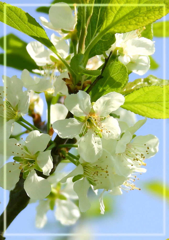 Kirschblüte