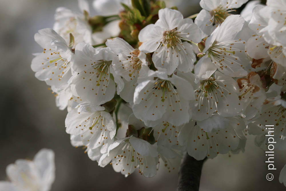 Kirschblüte