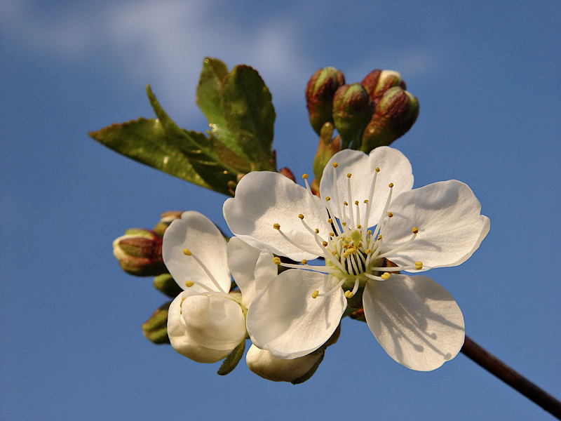 Kirschblüte...