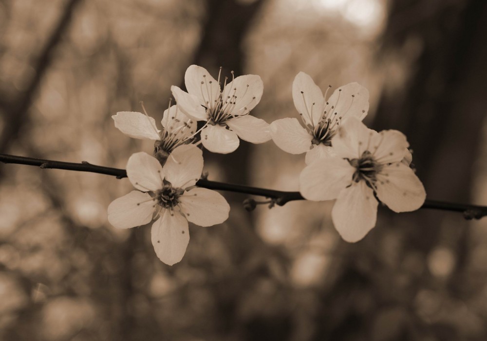 Kirschblüte