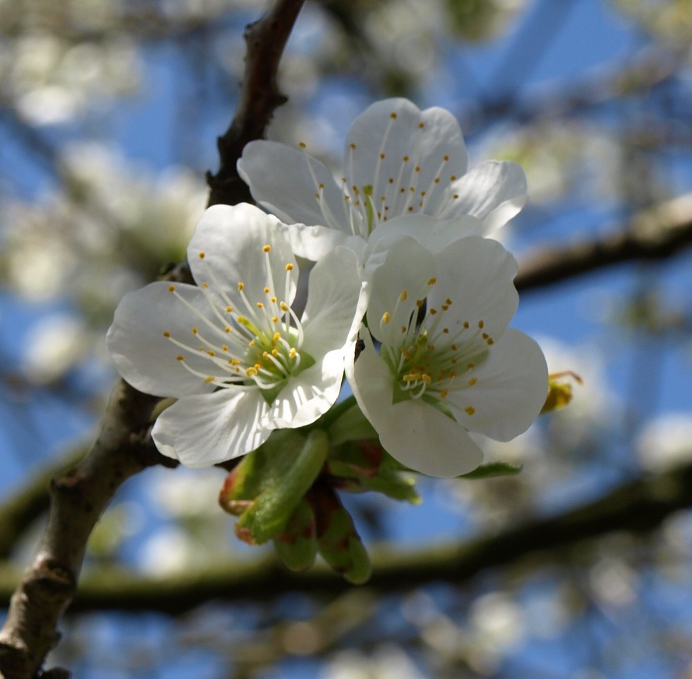 Kirschblüte