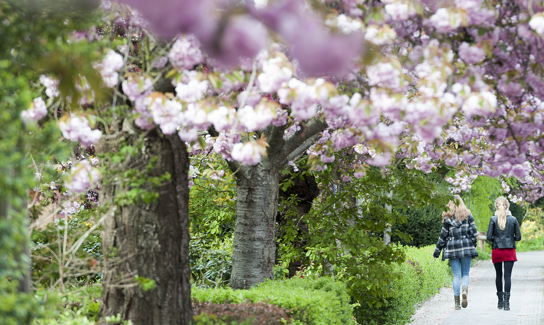 Kirschblüte