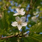 Kirschblüte