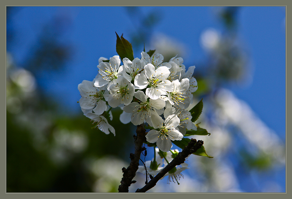 Kirschblüte