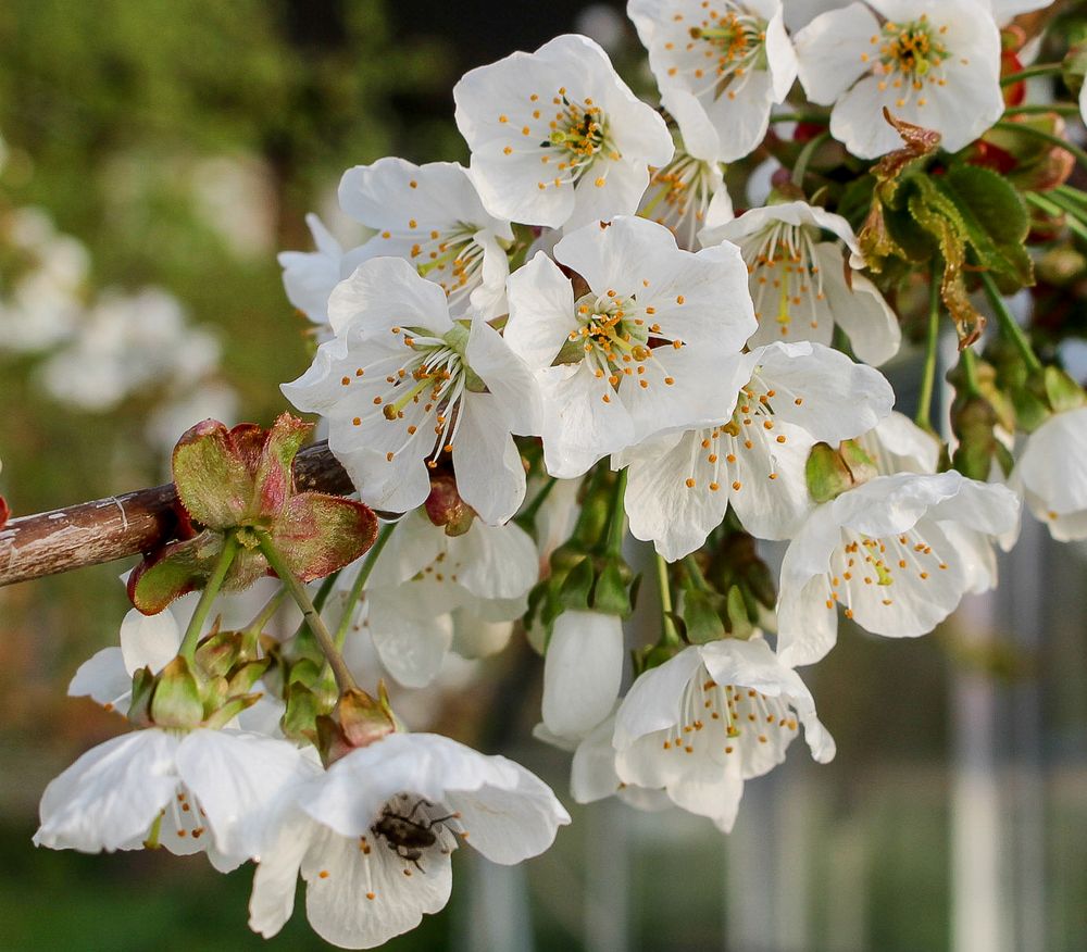 Kirschblüte