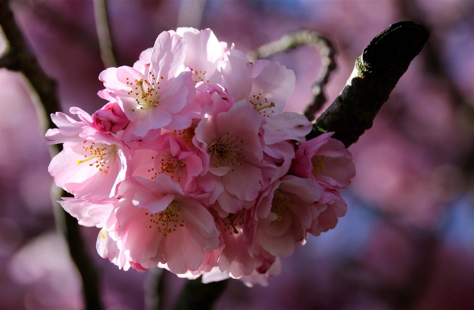 Kirschblüte