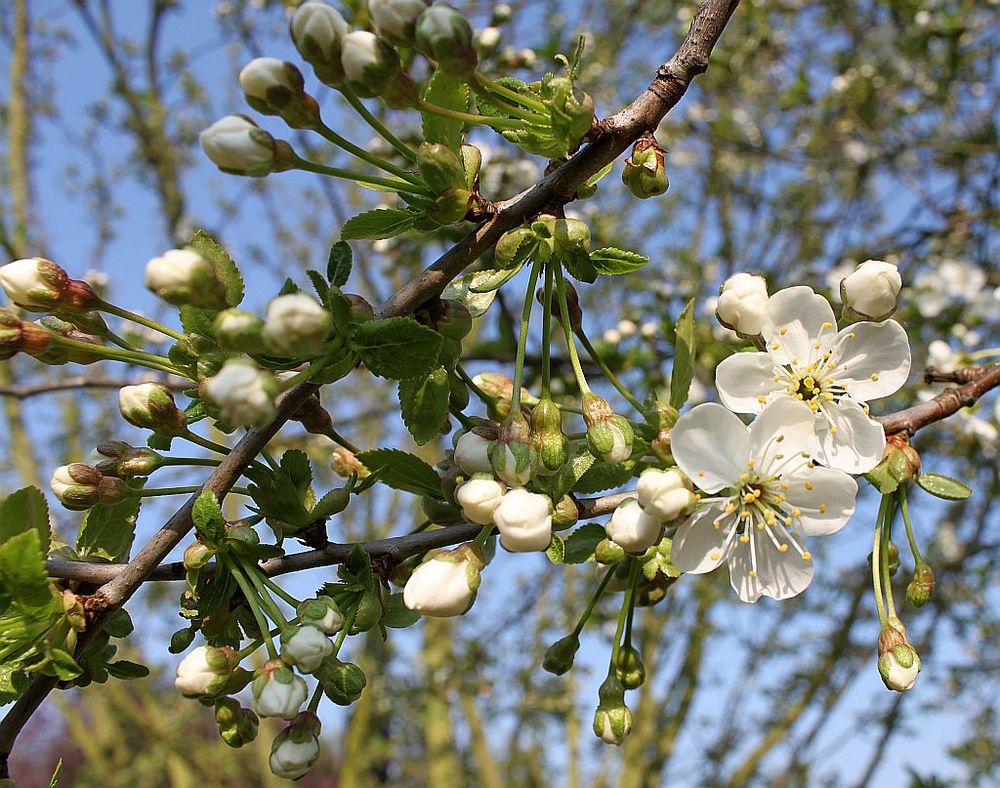 Kirschblüte