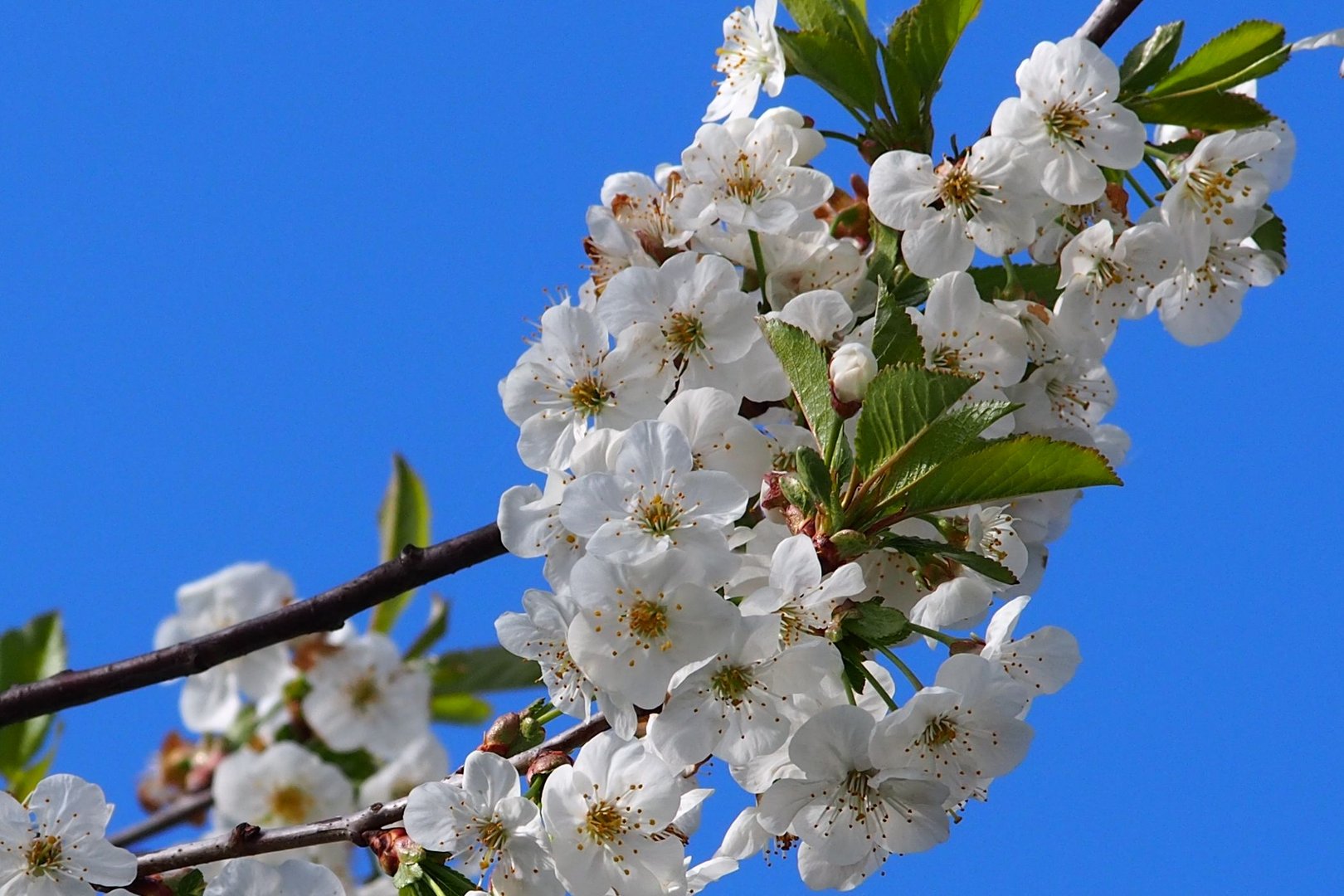 Kirschblüte