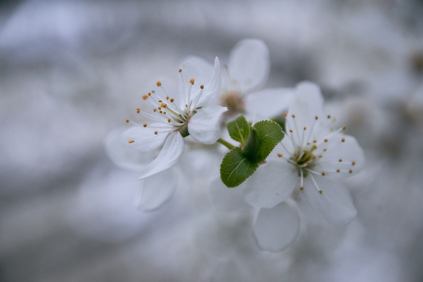 Kirschblüte