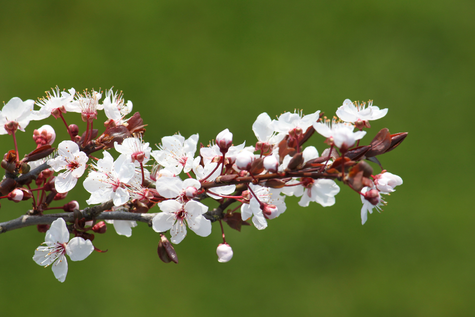 Kirschblüte????