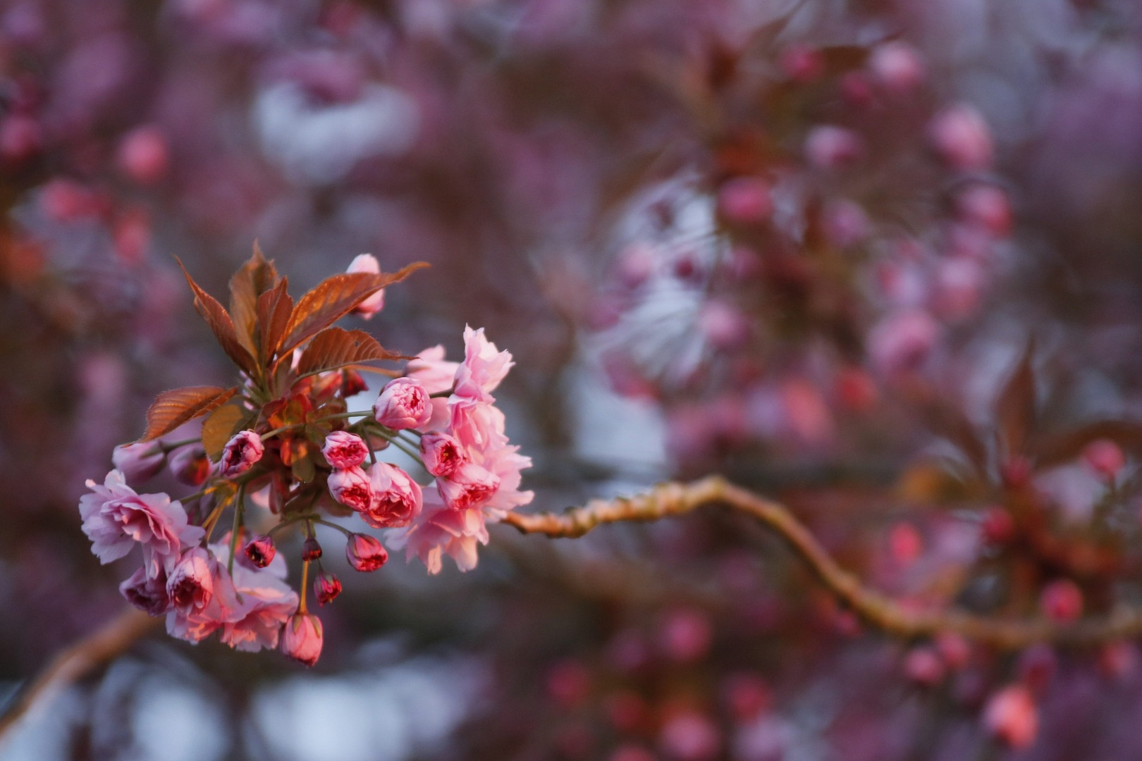 Kirschblüte