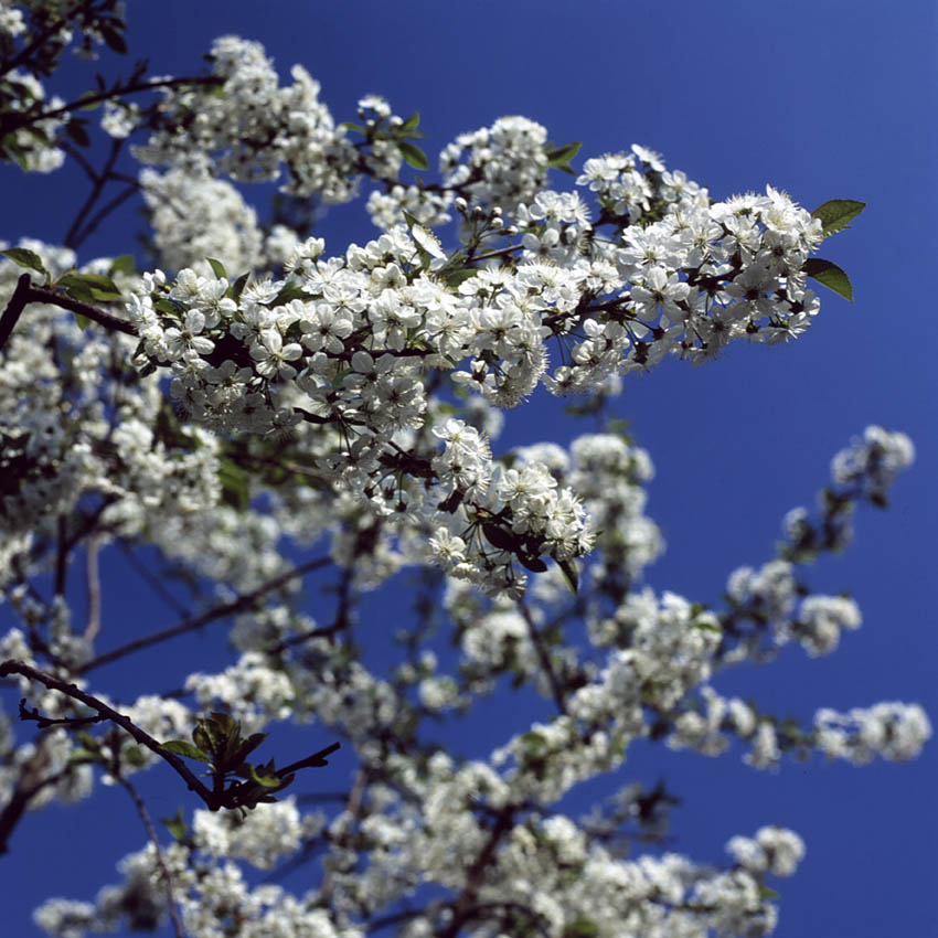 Kirschblüte