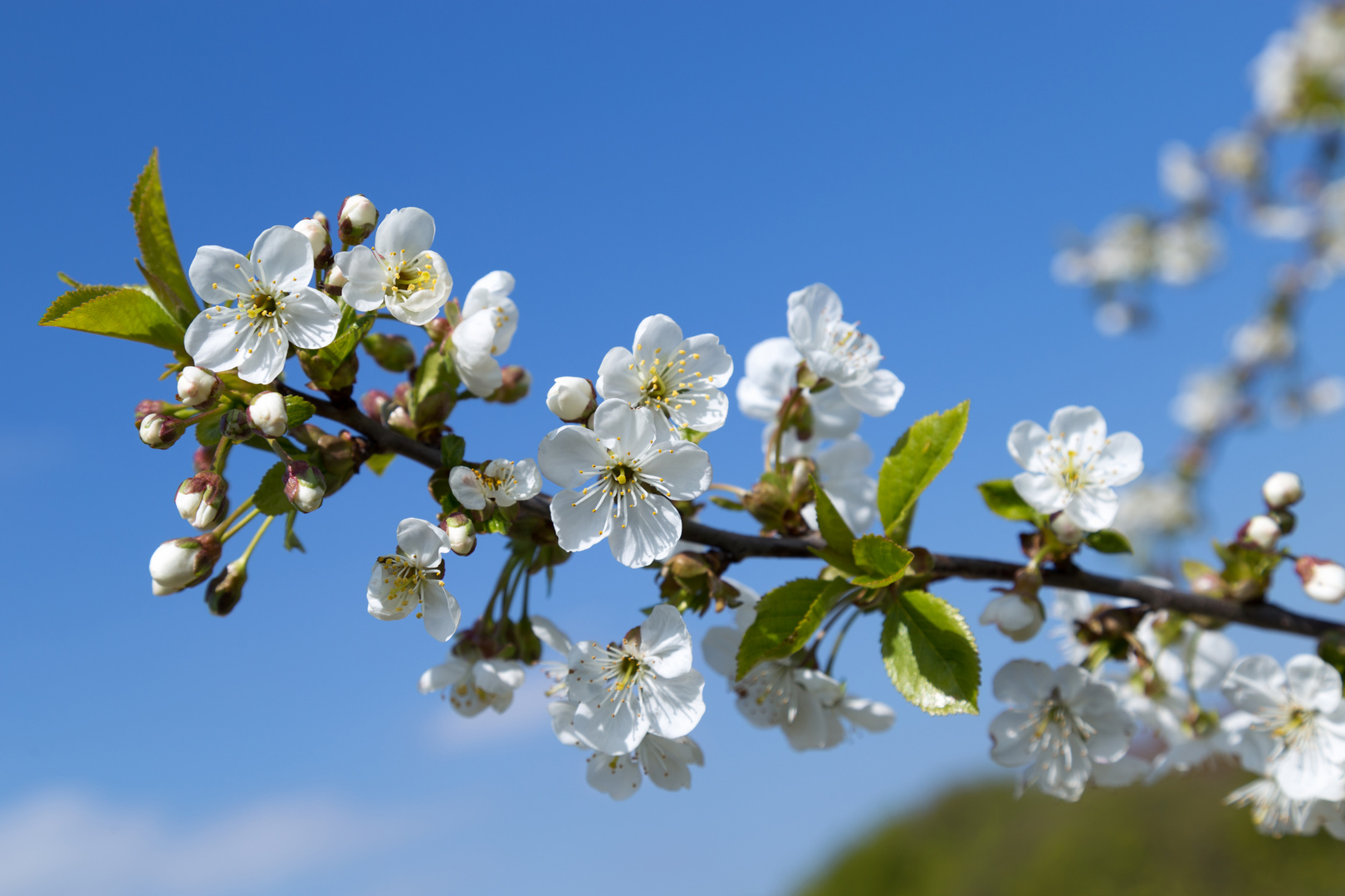 Kirschblüte