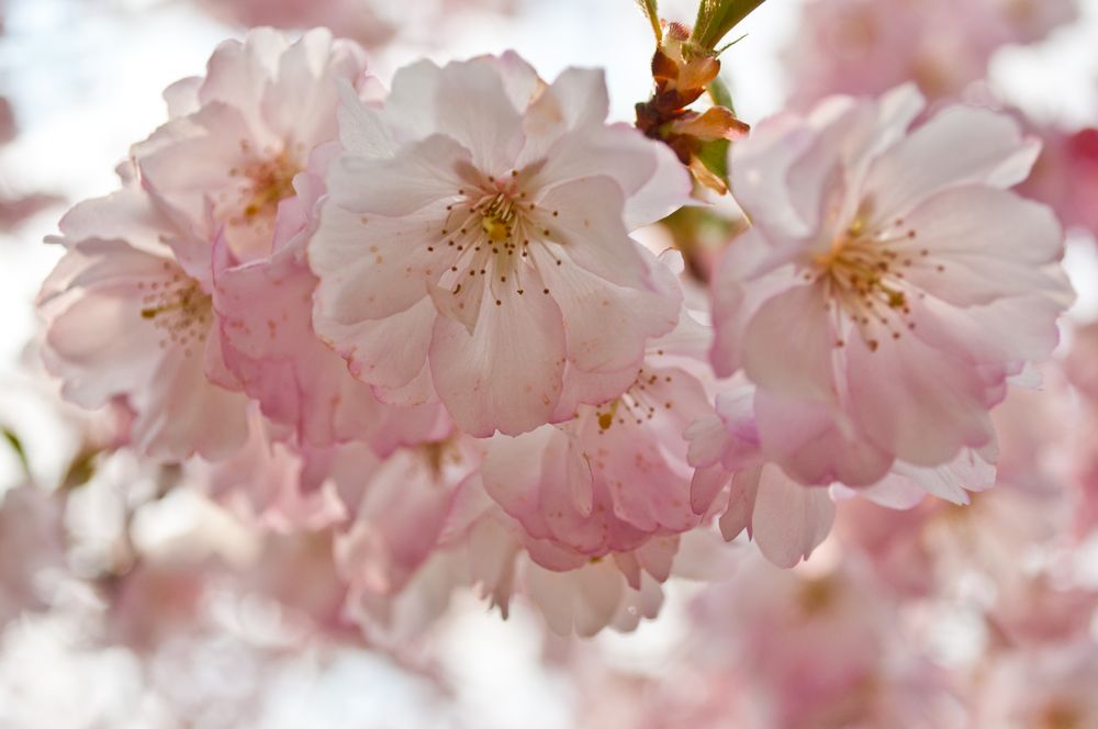 Kirschblüte von Anita Oelmann 