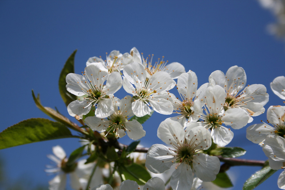 Kirschblüte