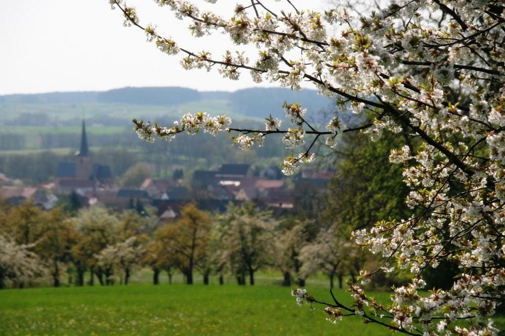 Kirschblüte