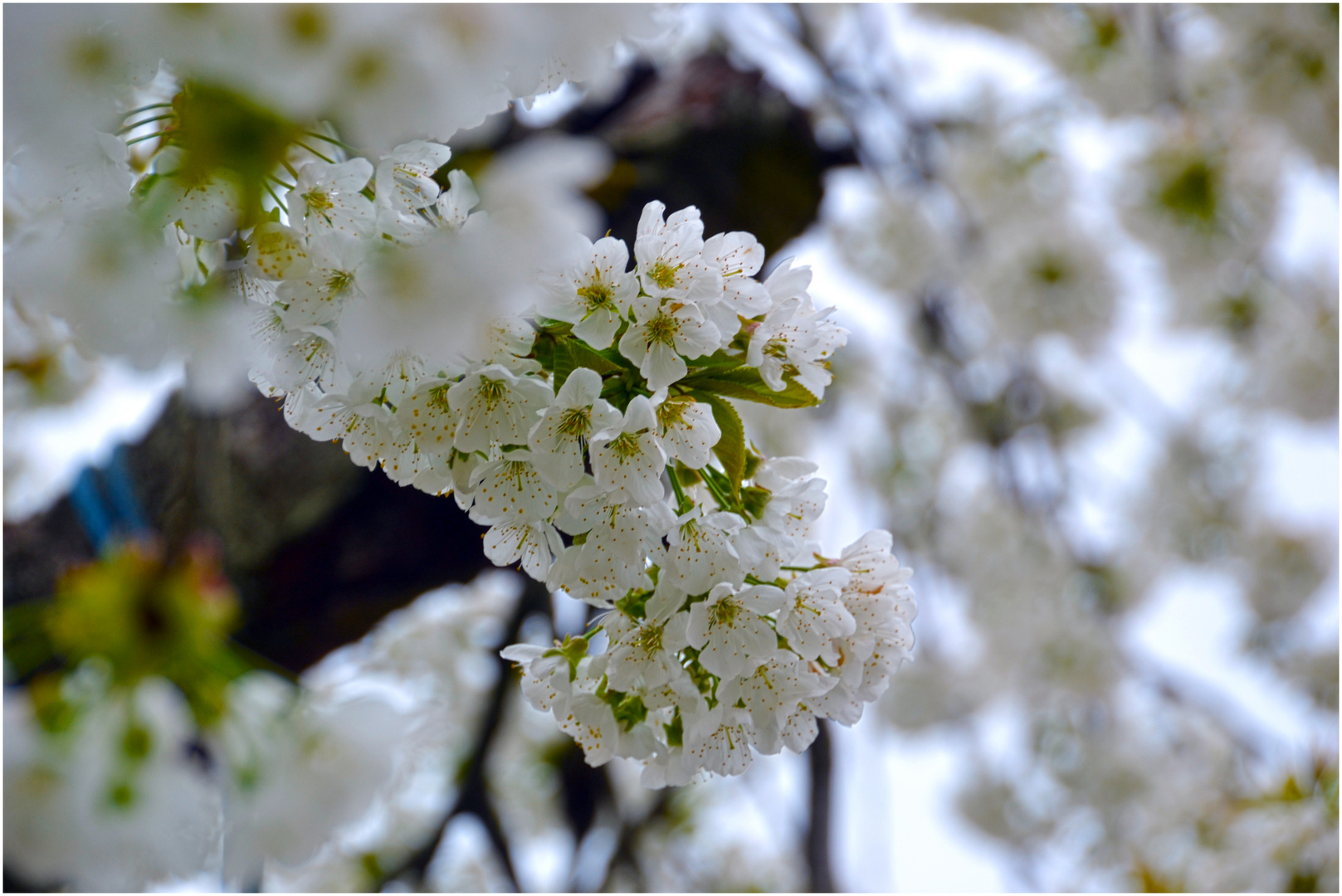 Kirschblüte