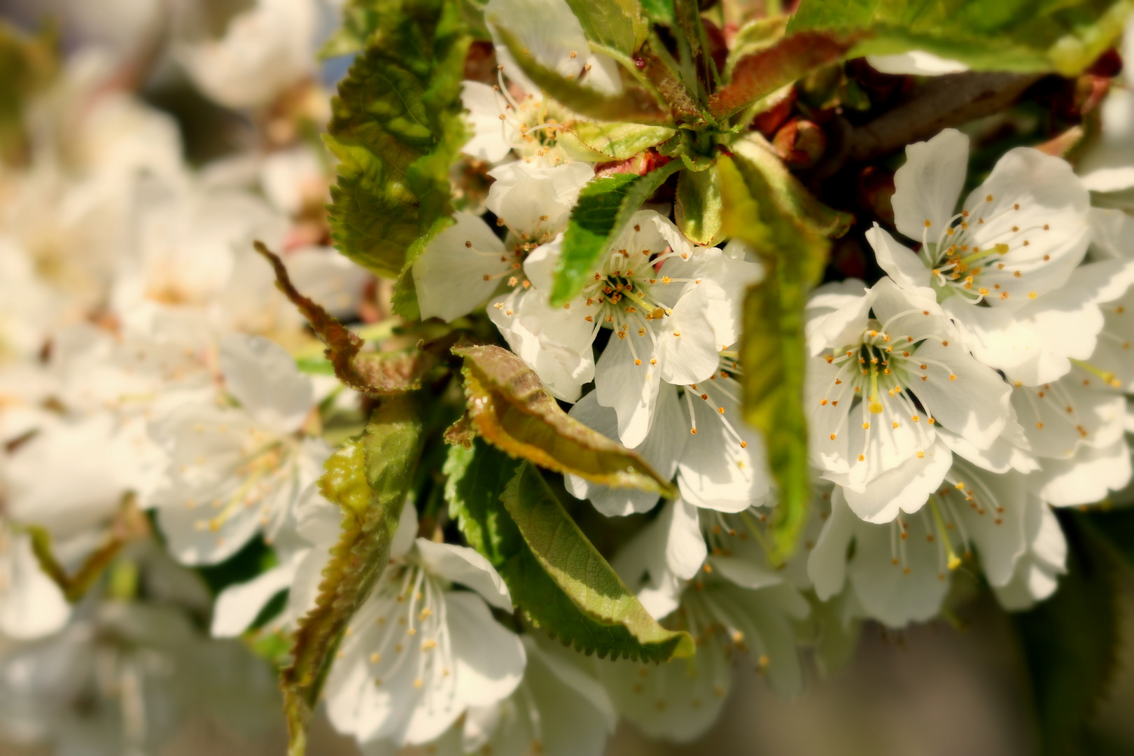 Kirschblüte